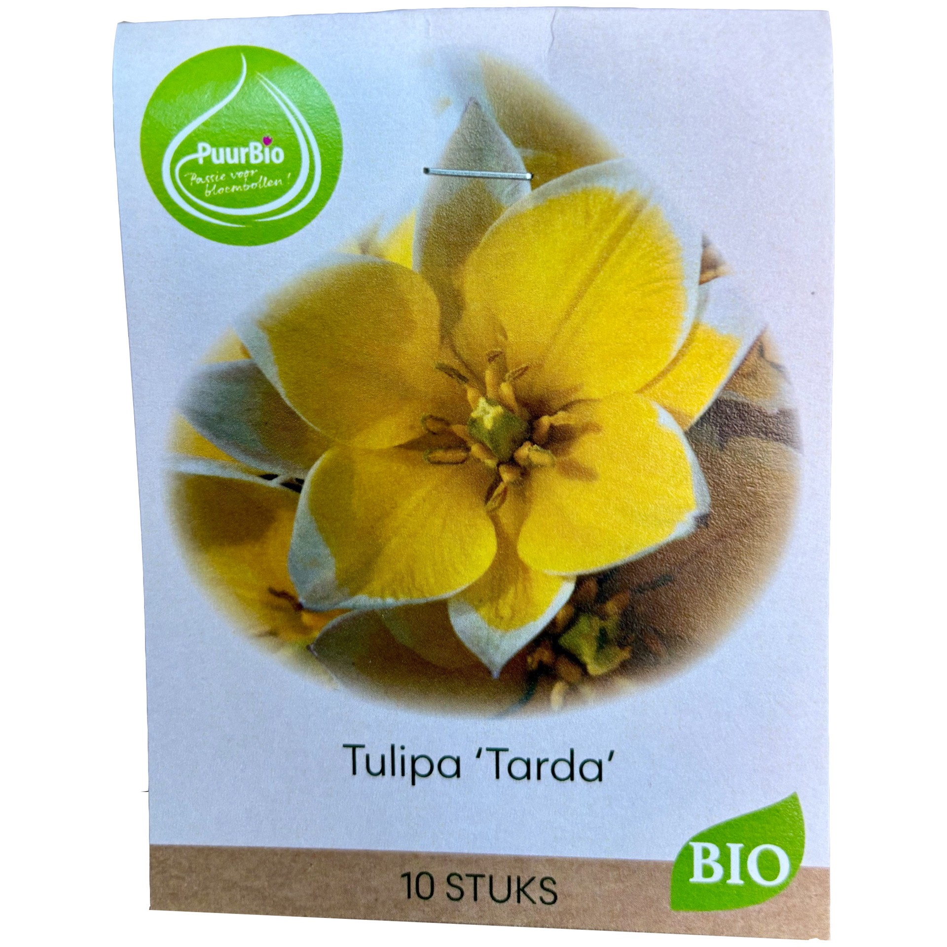 Tulpan Tarda EKO 10 st lökar
